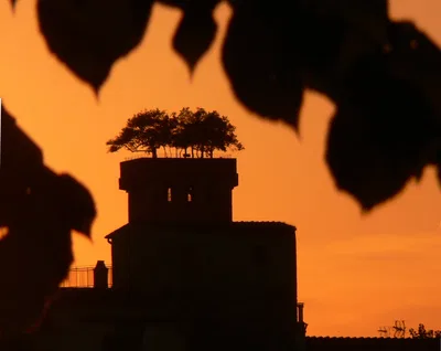 Lucca Torre Guinigi At Sunset