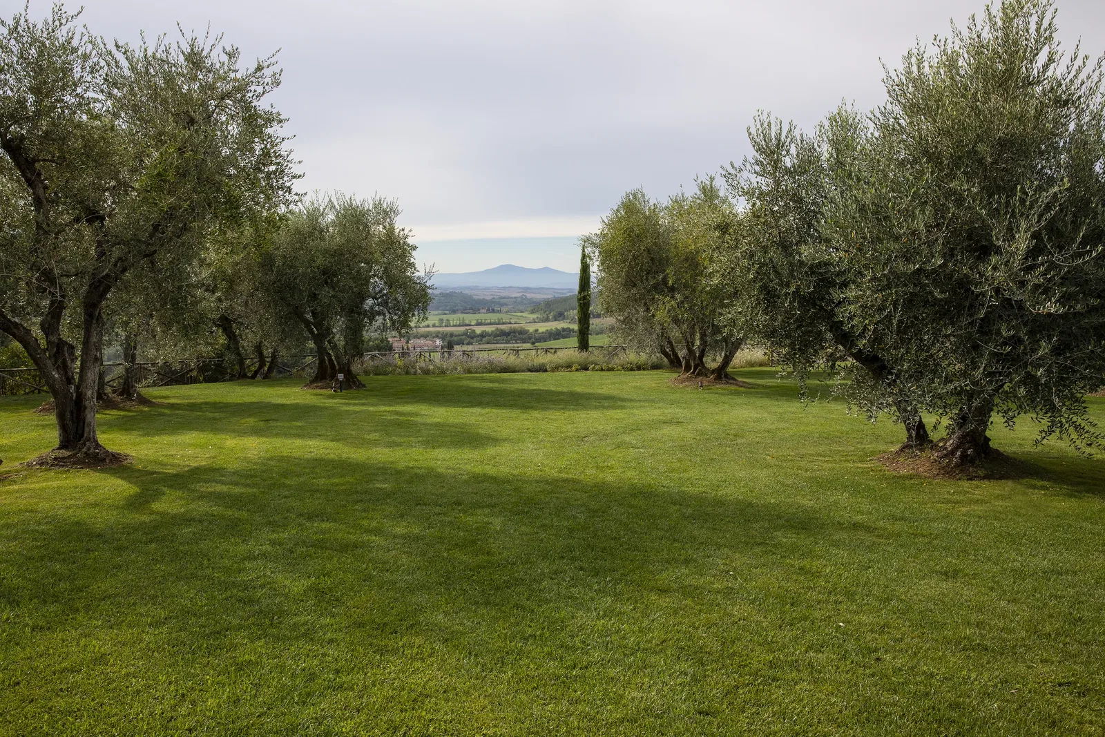 Borgo Vigneto Olive Grove Without Tables