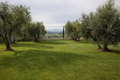 Borgo Vigneto Olive Grove Without Tables