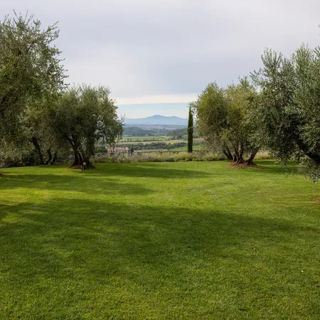 Borgo Vigneto Olive Grove Without Tables