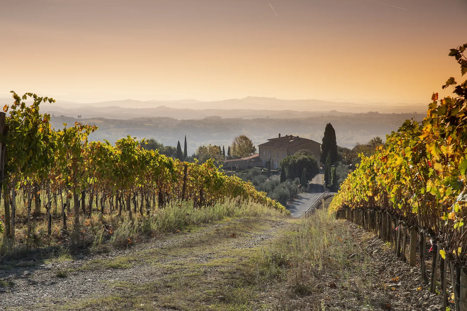 Borgo Vigneto Vineyard