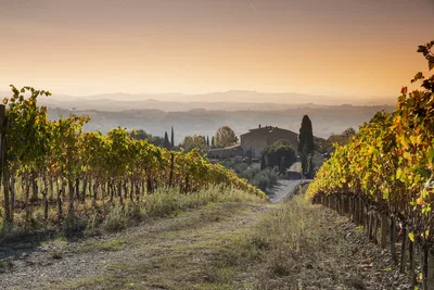Borgo Vigneto Vineyard