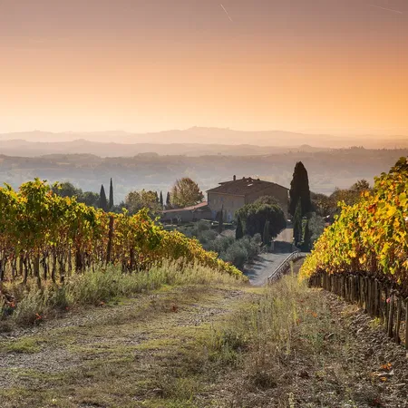 Borgo Vigneto Vineyard