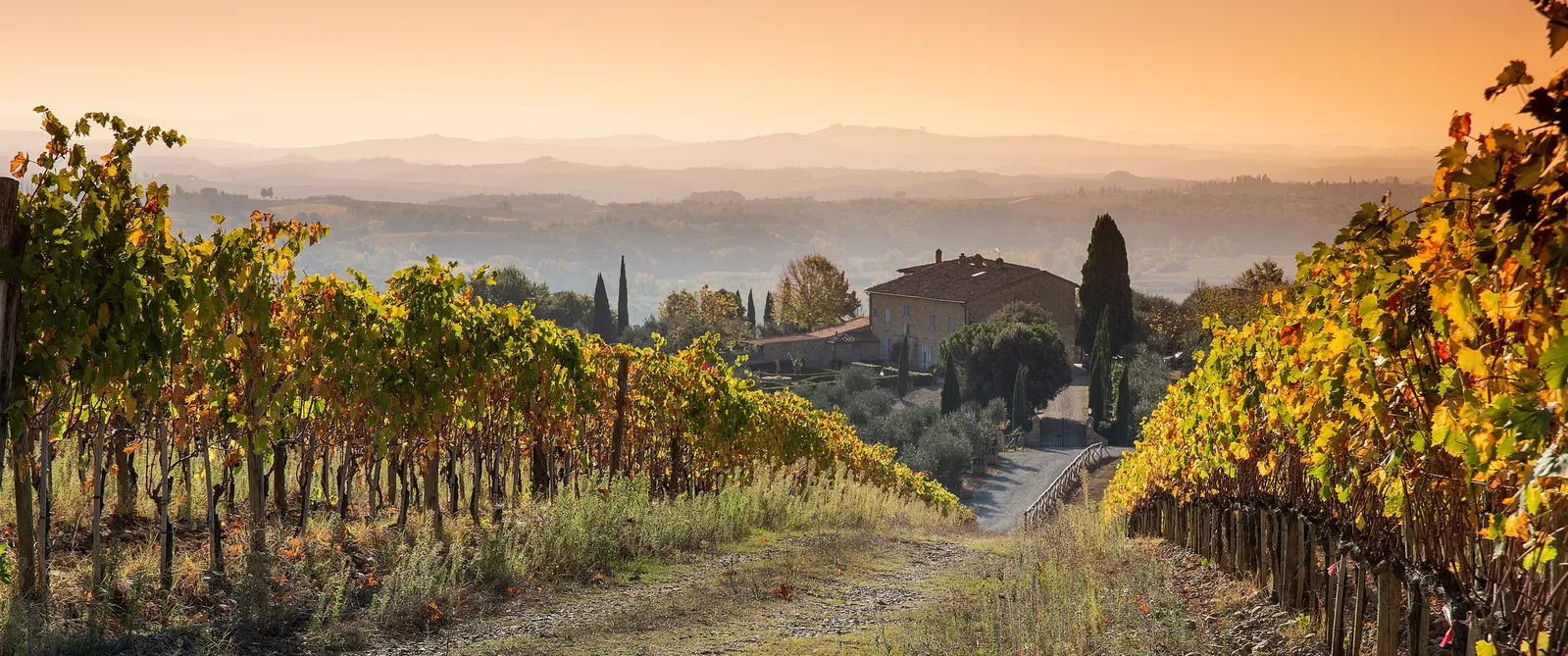 Borgo Vigneto Vineyard