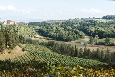 Tenuta di Monaciano Landscape