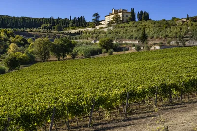 Tenuta la Cona Facade From Vineyard